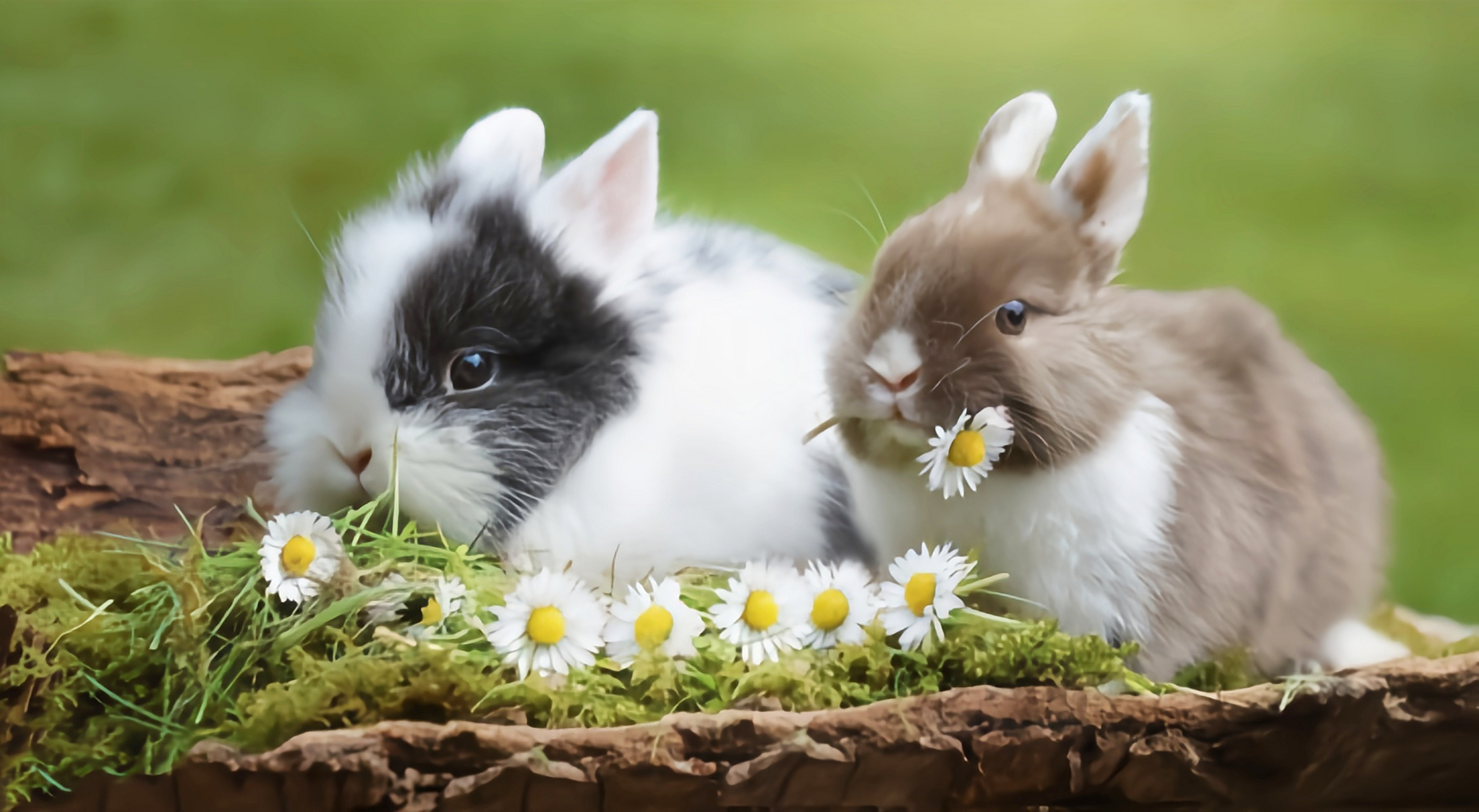 每天认识一种动物——波兰兔 波兰兔娇小可爱,身圆头短,是纯种宠物兔