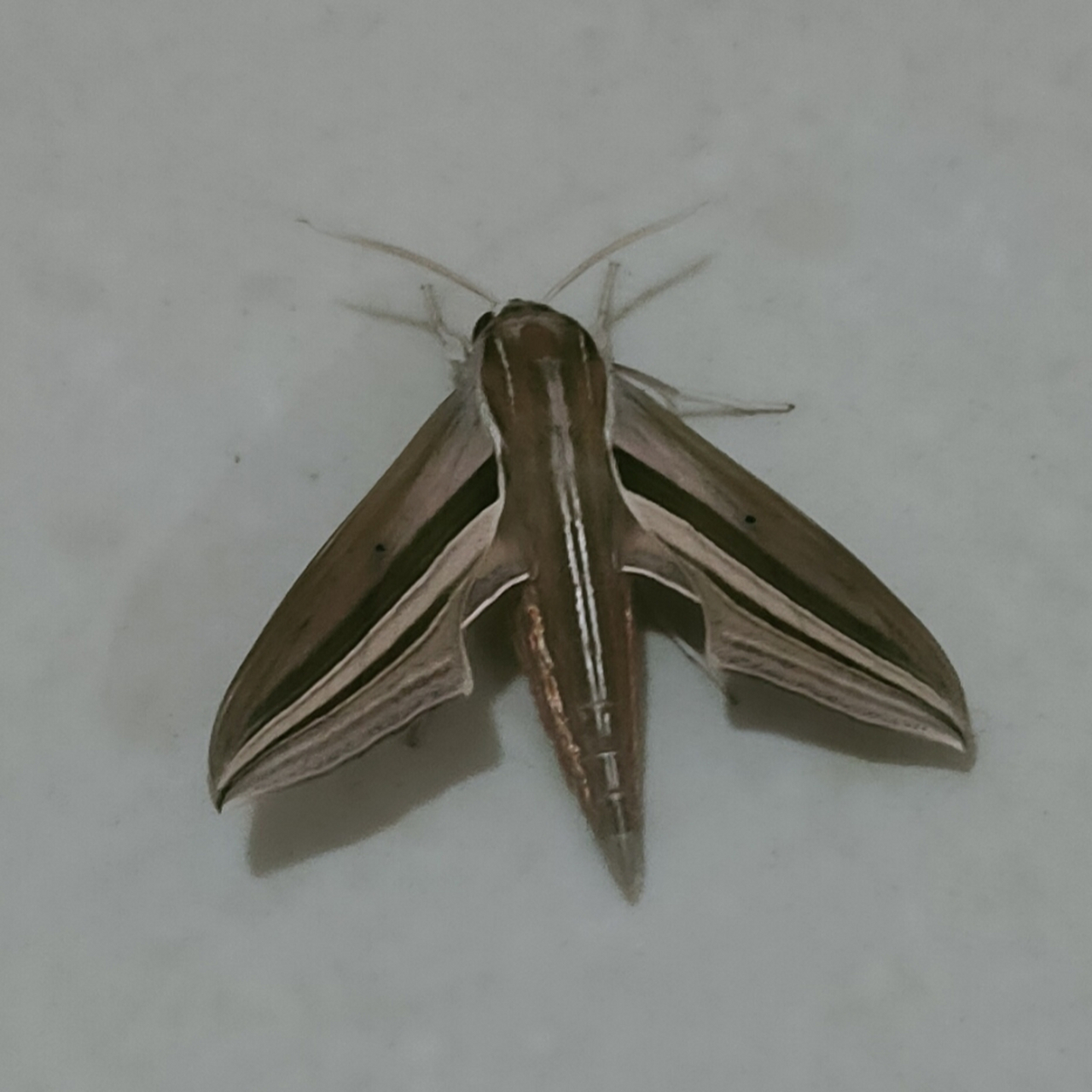 外出回来,发现一种蛾子,长得甚是有趣,外形像个战斗机