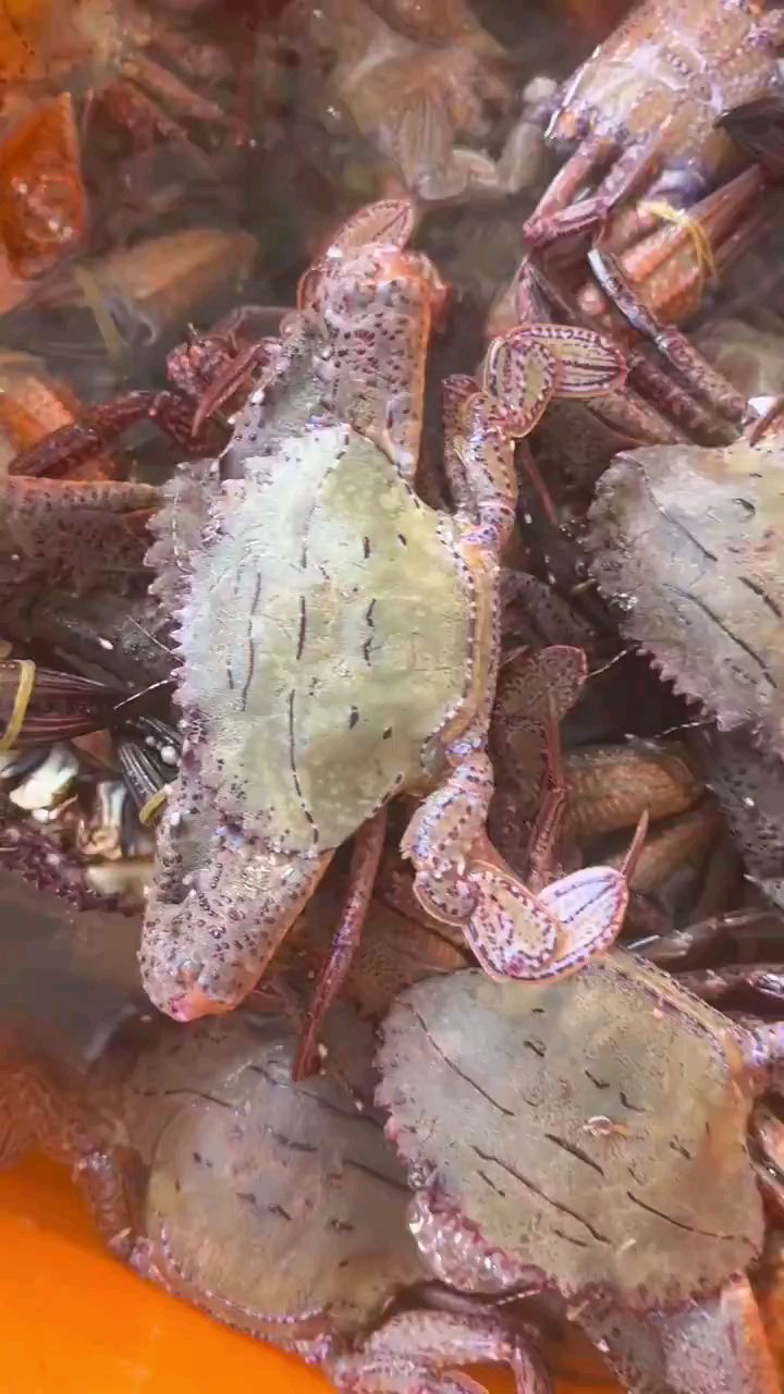 东山岛海鲜: 野生大黑金刚蟹季节到了