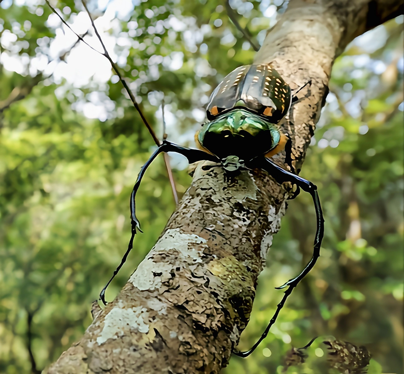 每天认识一种昆虫——台湾彩臂金龟 台湾彩臂金龟是鞘翅目,金龟科,长