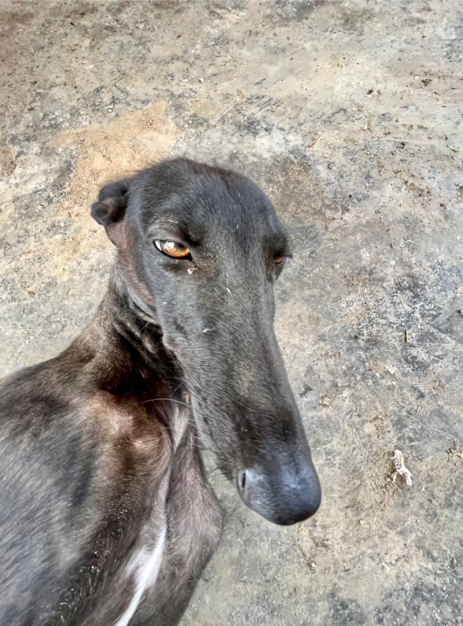 哈哈哈,这细狗太可爱了,看一次笑一次![左捂脸]