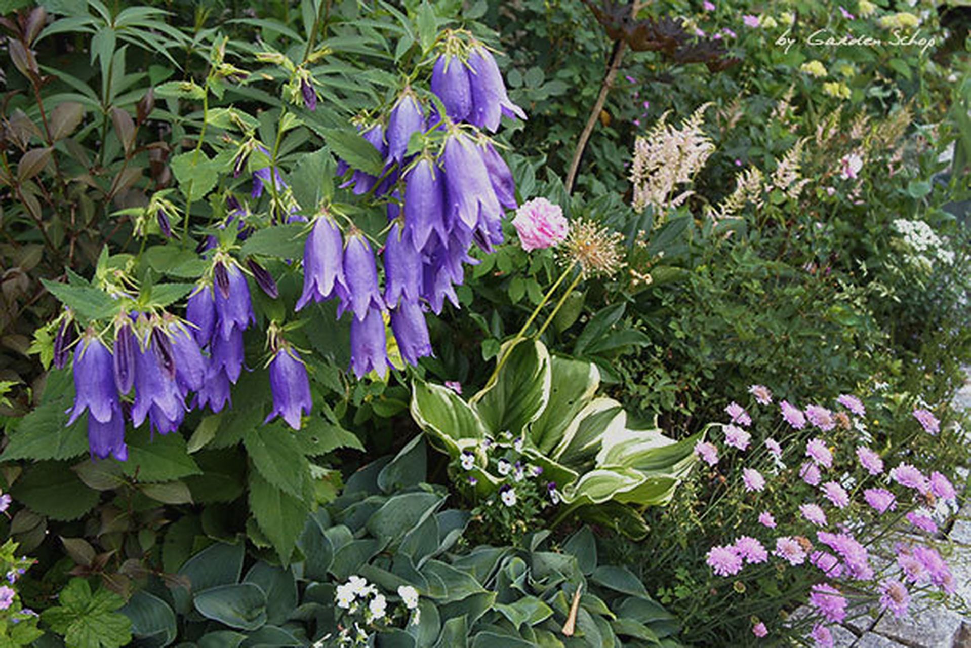 宿根风铃草是一个非常庞大的品系,也是众多植物爱好者非常喜欢的类型