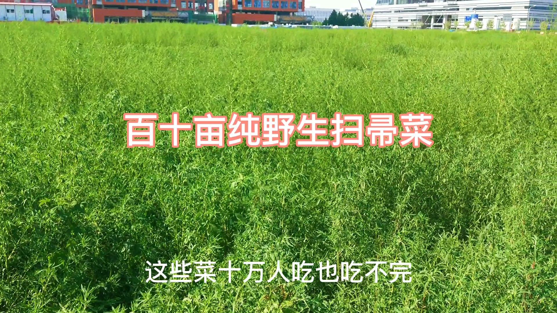 一种好吃的野菜:扫帚菜推荐给大家,悄悄告诉大家北京采集地址