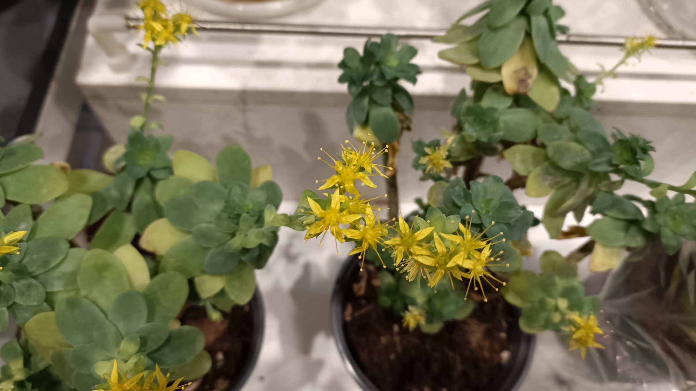 玉龙观音开花了,肉肉植物的花一般都比较小,玉龙观音开出来的黄色小花