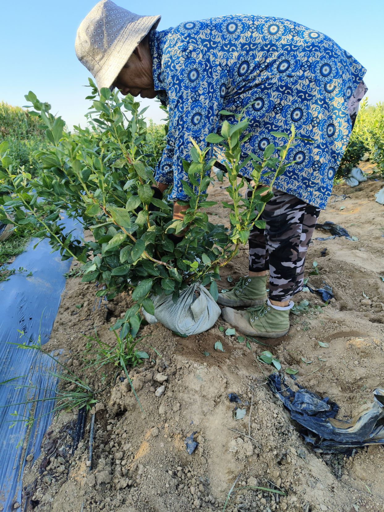德雷珀蓝莓苗丘陵地的种植潜力与优势——耐寒大果蓝莓