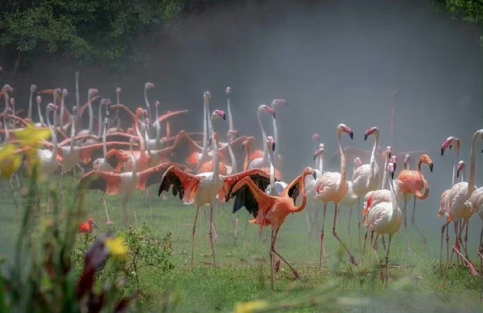 吉光朝气松鹤水,雾霭影绰亮翅追.  生就惊魂风时舞,延年寒拒千百岁.