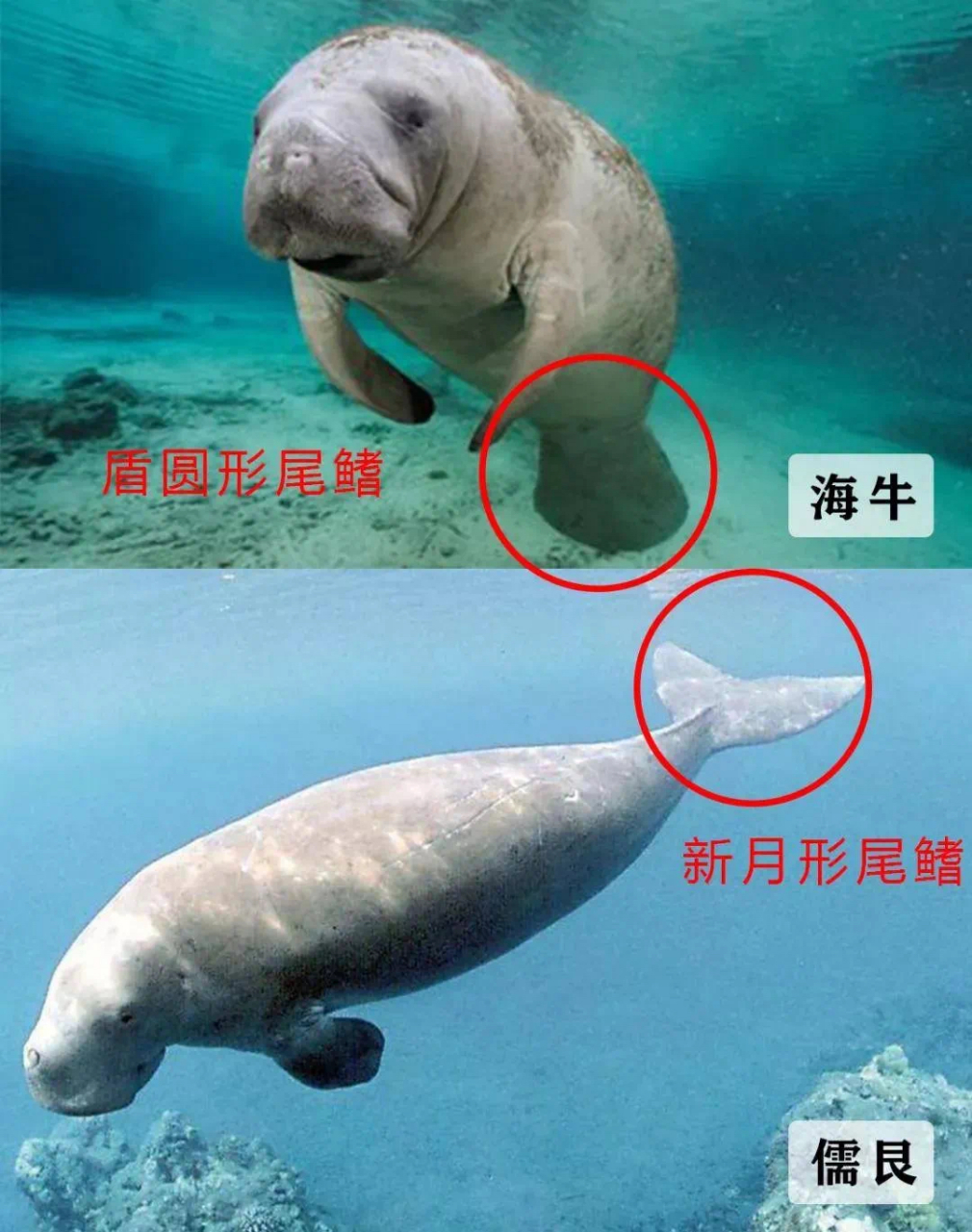 的交集颇为久远,但在漫长的历史时期里,儒艮的形象一直被神秘色彩笼罩