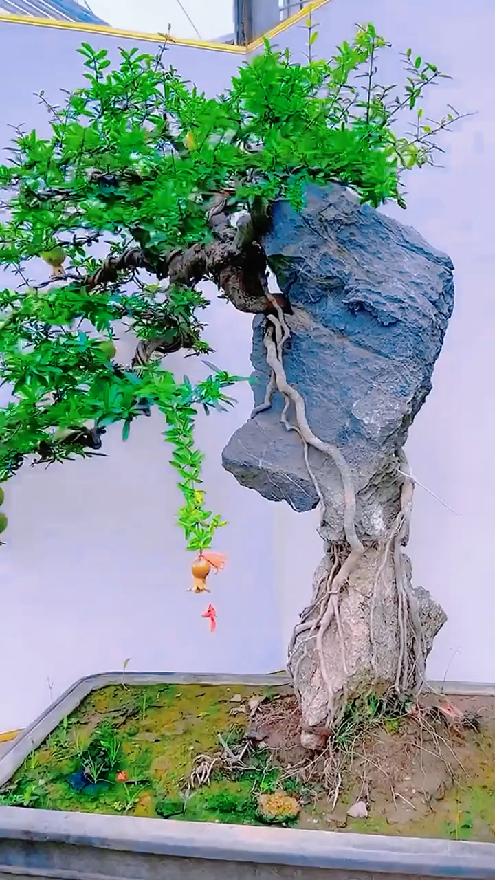 精品提根抱石石榴