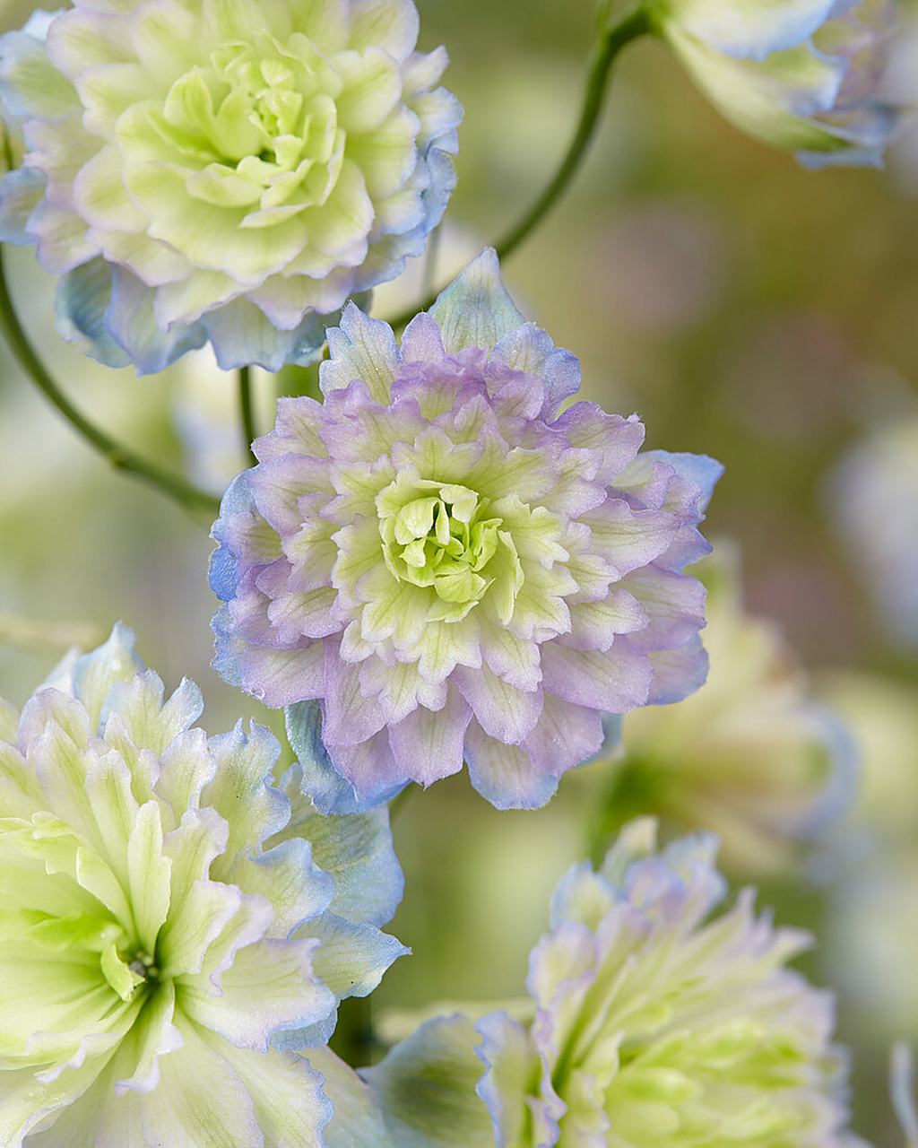 花飞燕草品种——高地人系列 (highlander series) 完全重瓣的花型