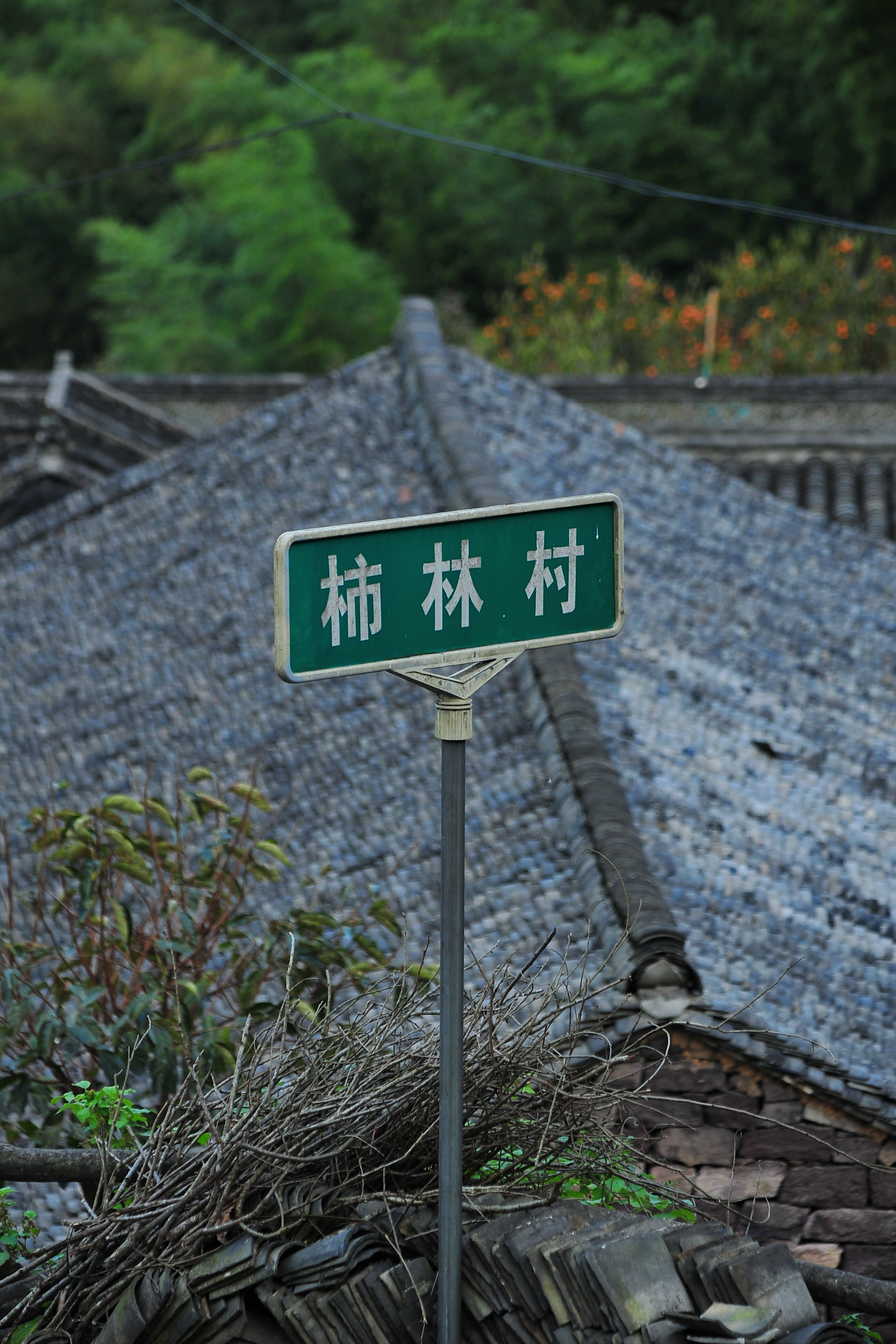 柿子是一种很普通的水果,商业价值并不高,但是柿林