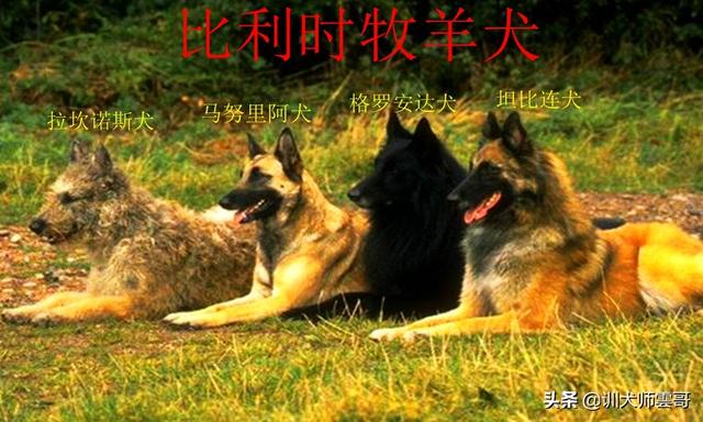 牧羊犬