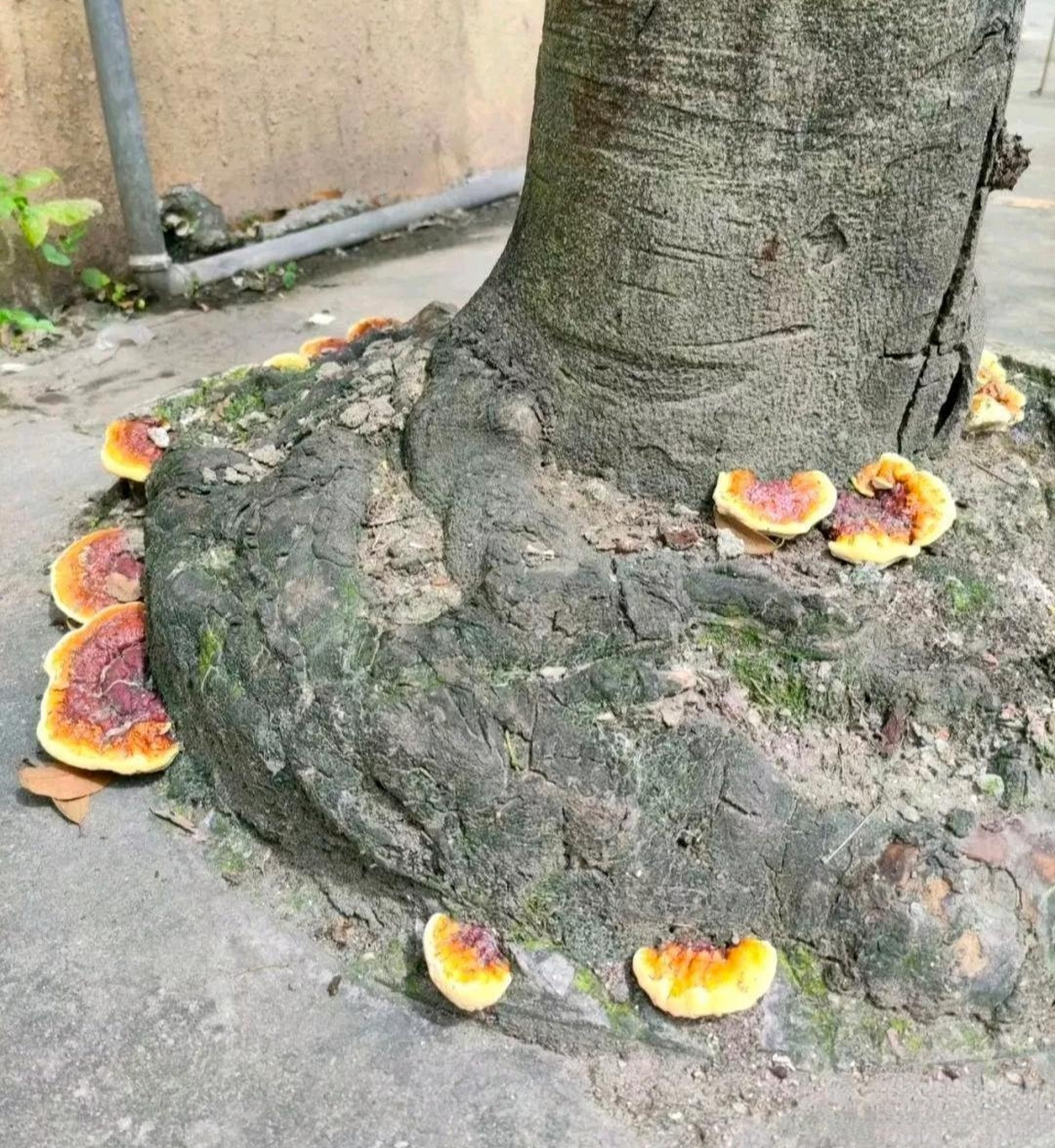 家门口的大树上长出来的,请问这是灵芝吗?