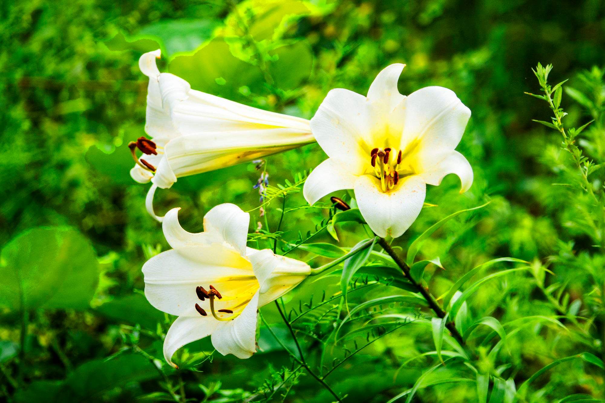 香花香草季之幽谷百合