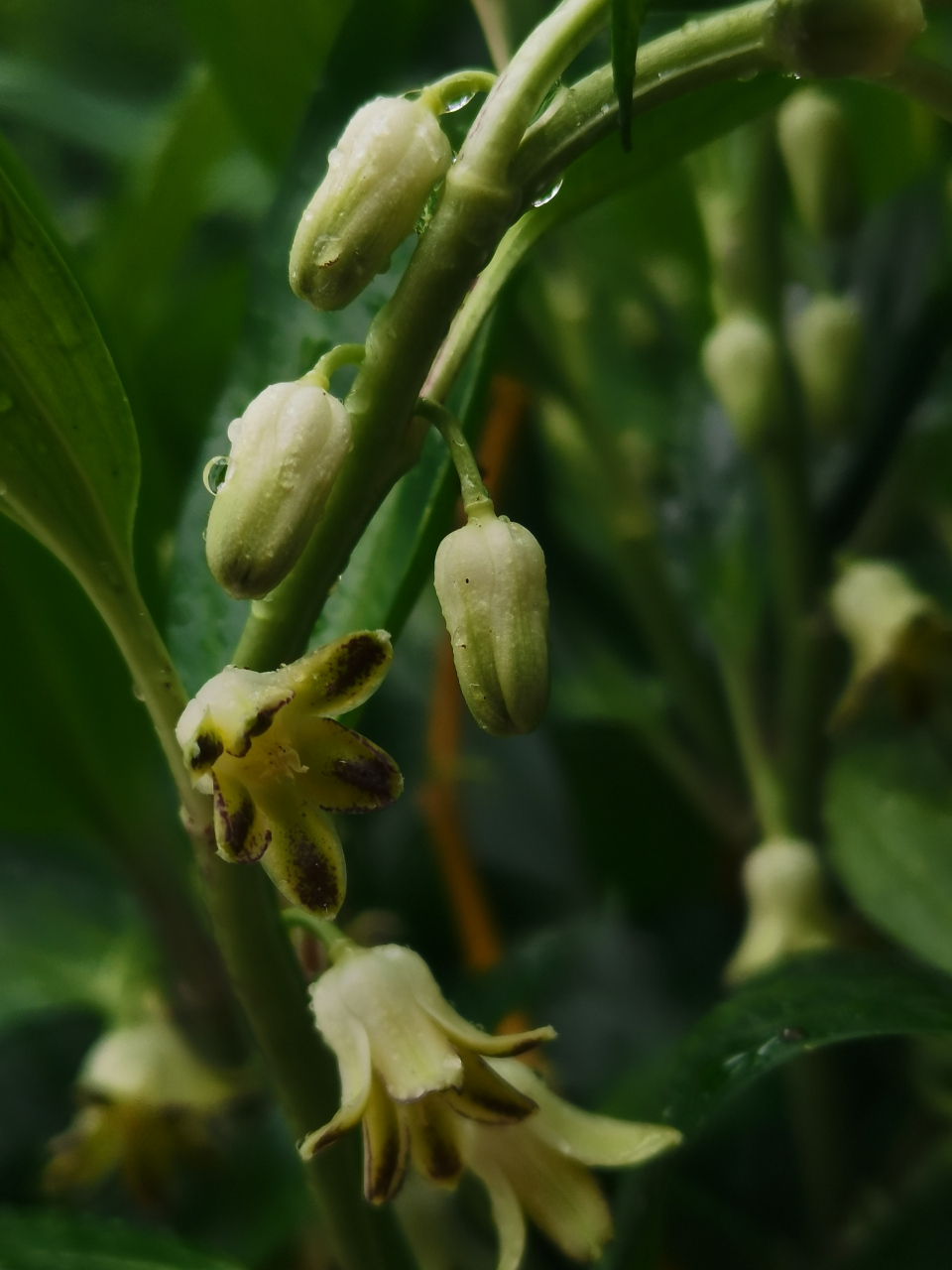 藏匿在叶片下的小精灵 竹根七(中药名),百合科多年生草本植物