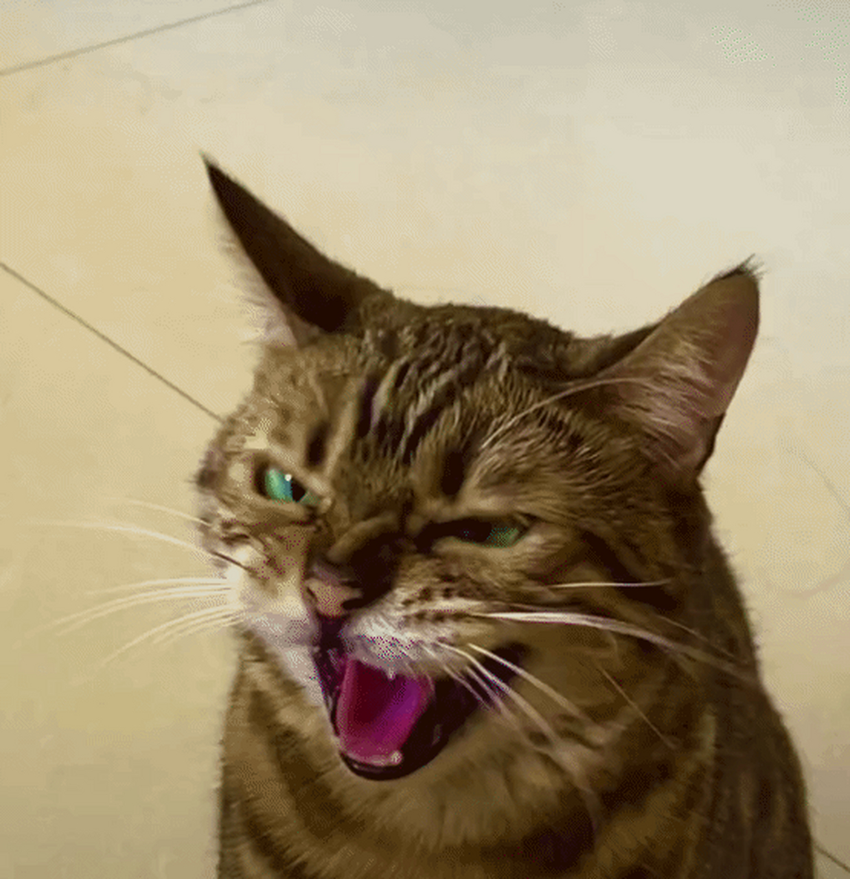 十个狸花猫,九个都是反骨.#搞笑# #搞笑萌宠