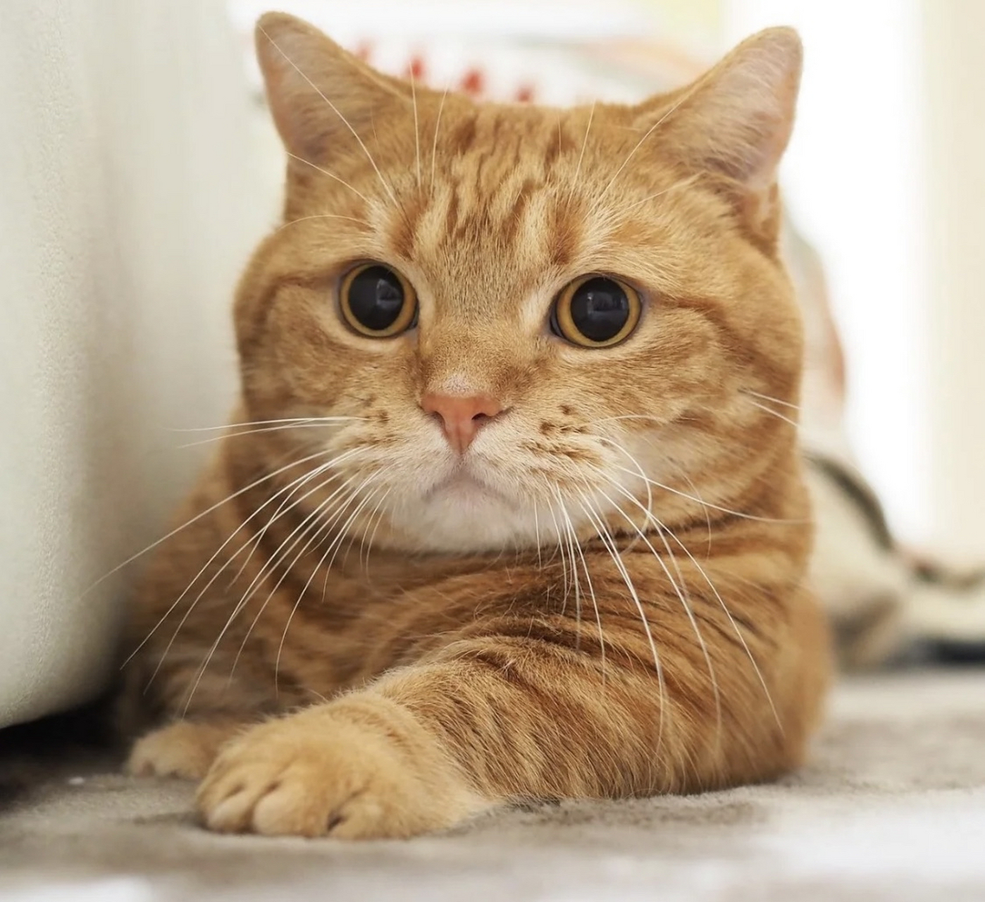 橘色曼基康矮脚猫#萌宠# #猫咪# #娱乐最前沿