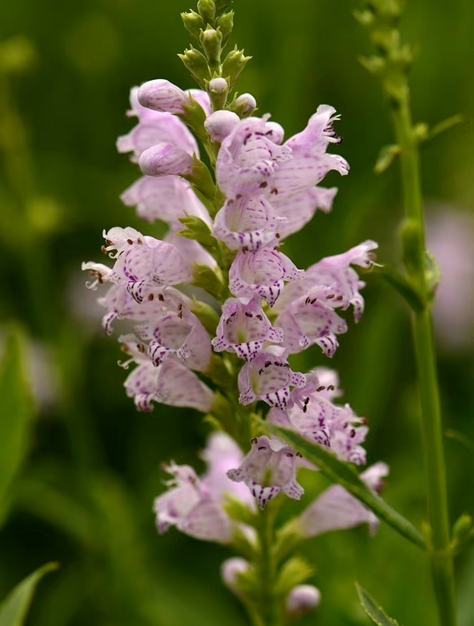 假龙头花(physostegia virginiana),唇形科假龙头花属.摄于山东东营.