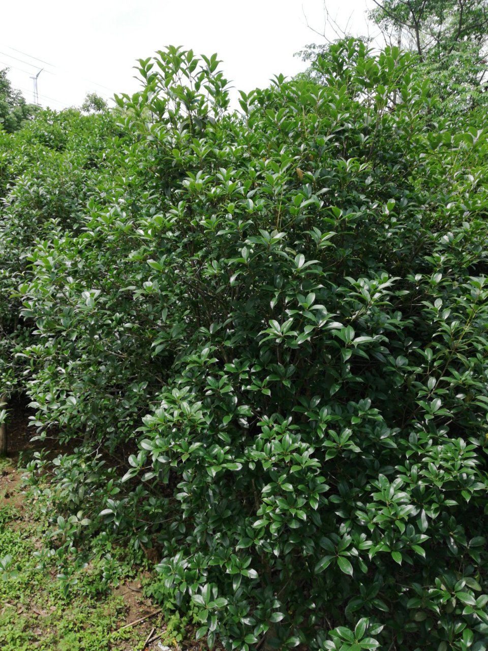 婚姻始于颜值,止于人品的真实版故事         吴桂君的现代诗里有这样