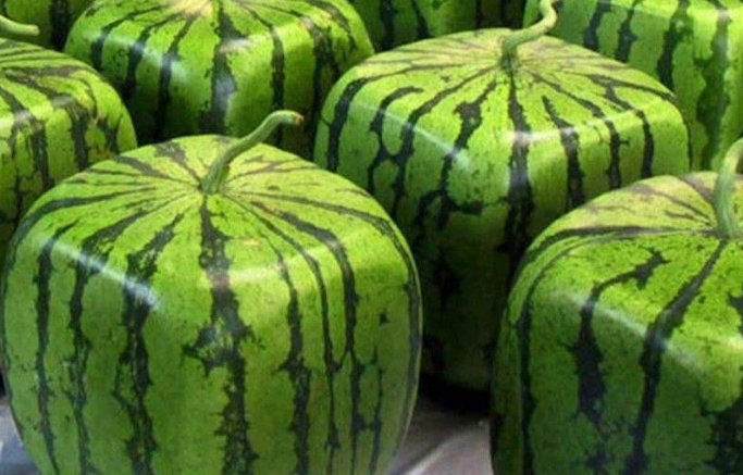 方形西瓜是最近几年火起来的一种西瓜,口感好,造型奇特