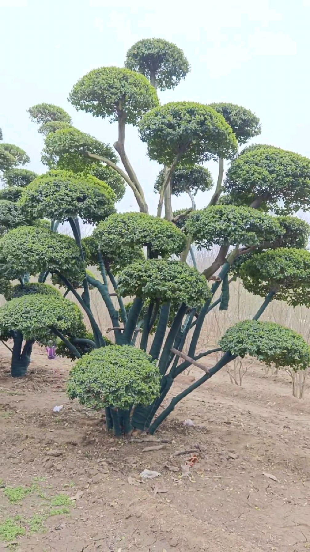 大规格小叶女贞造型树图文欣赏