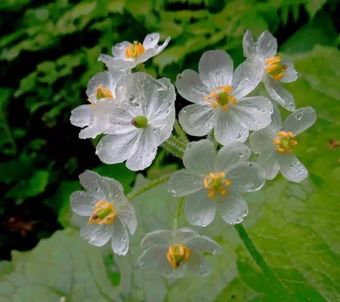 稀世"珍宝—山荷叶,花瓣淋雨就会变成透明的"水晶"