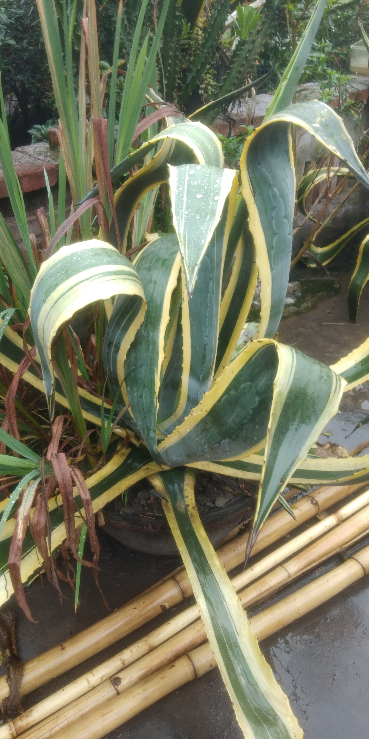 金边龙舌兰,太好看了!