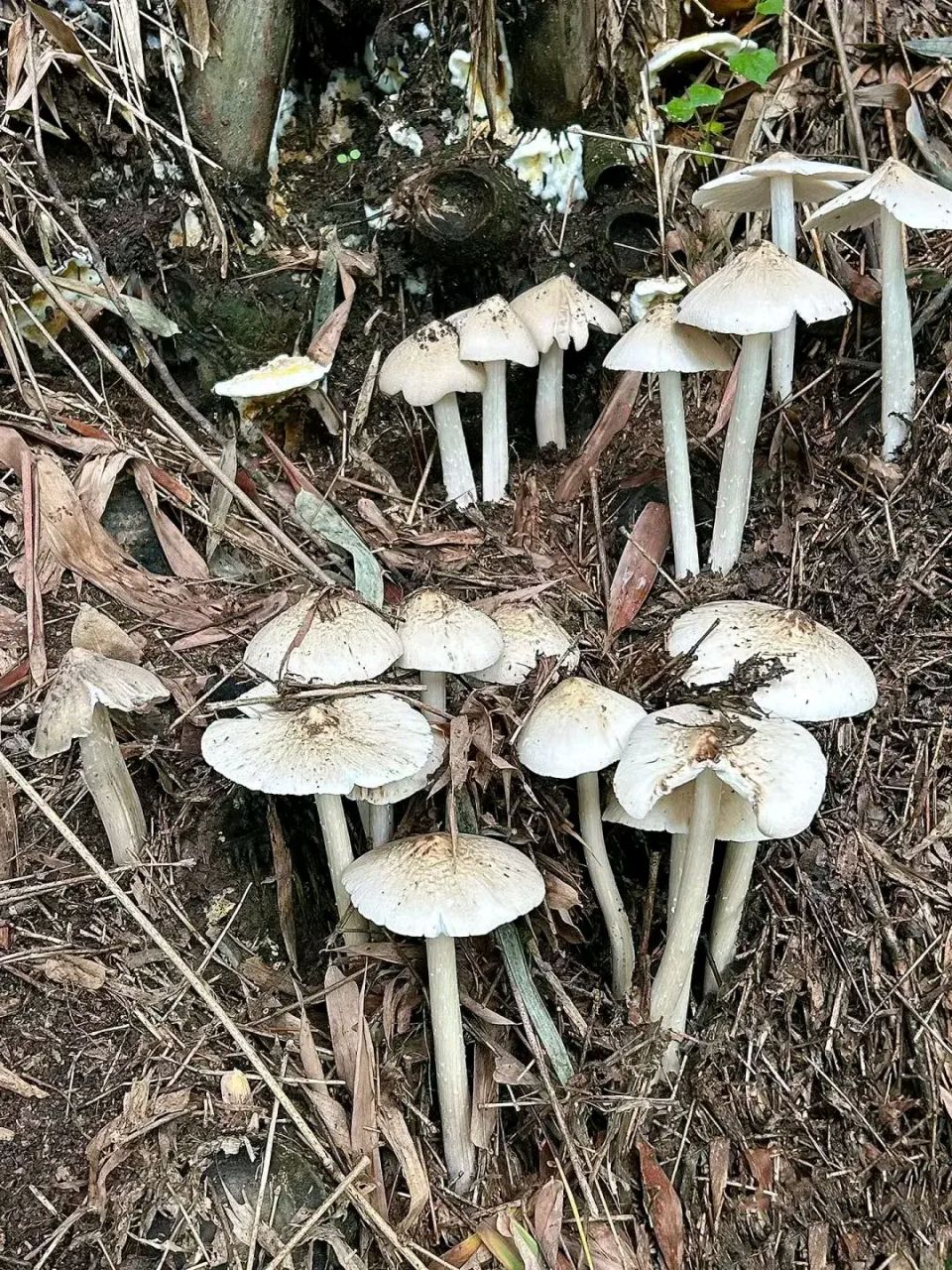 对此你怎么看,你知道这是什么菌子吗!能不能吃呢!