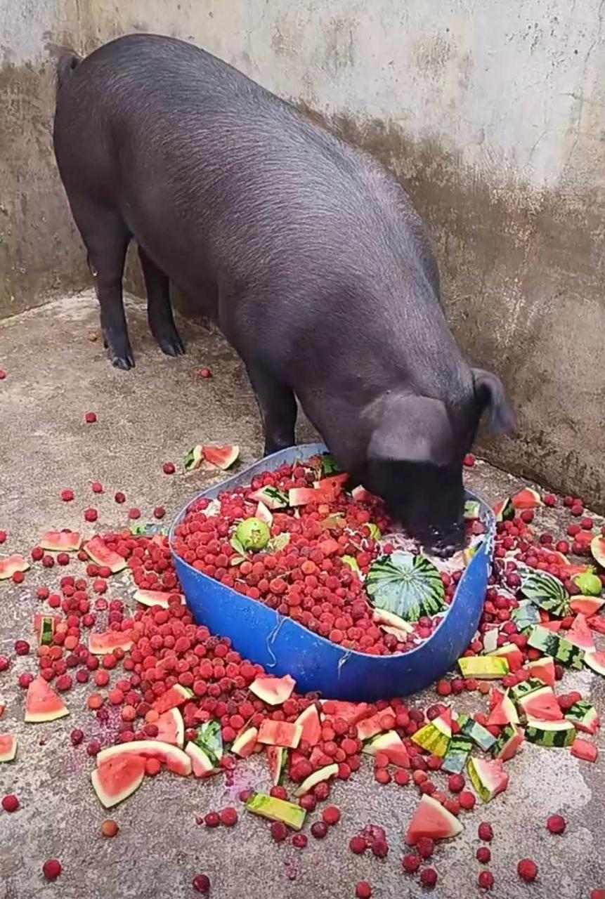 猪吃食 表情包图片