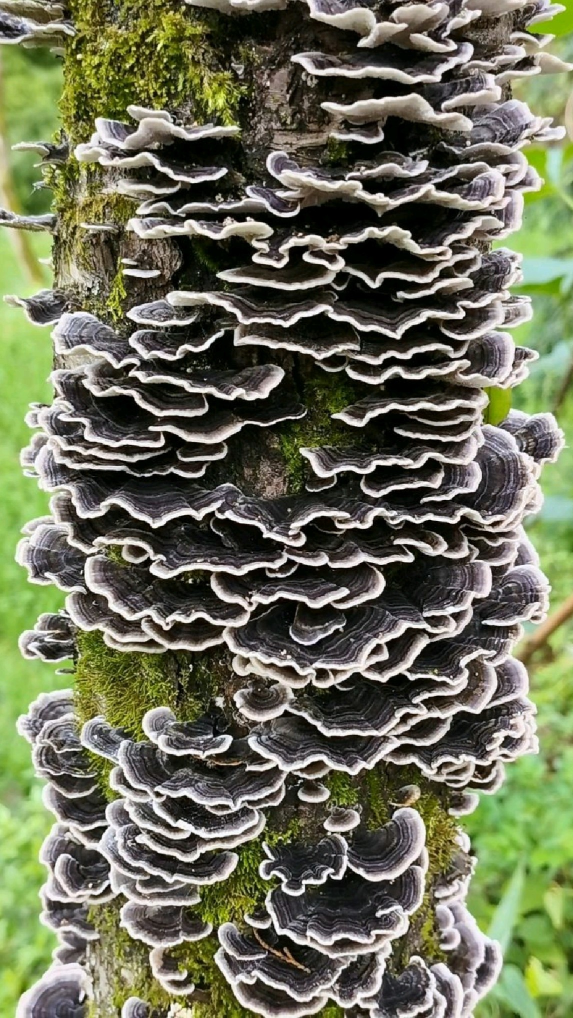 老桃树桩上的野生云芝,大自然的美好馈赠