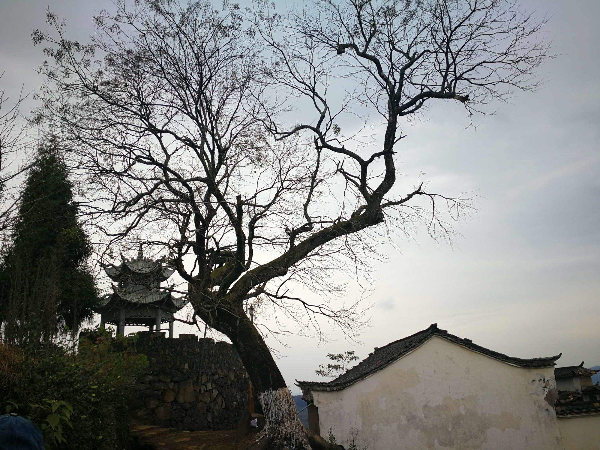 许家印为何要把金银珠宝埋到老槐树下?