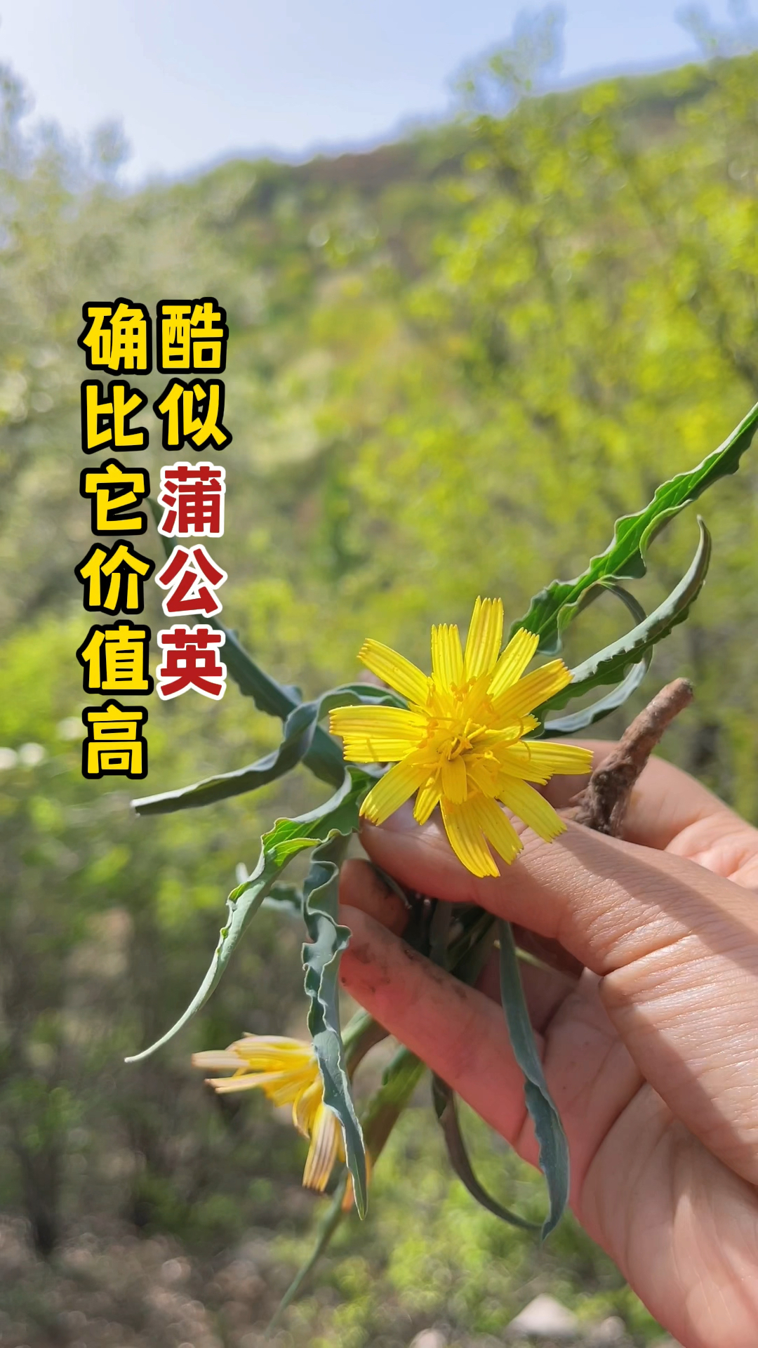 酷似蒲公英的植物多数人容易认错但它的价值也很厉害学名桃叶鸦葱大家