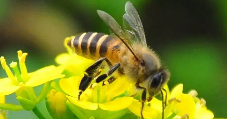 蜜蜂的翅膀有几对图片