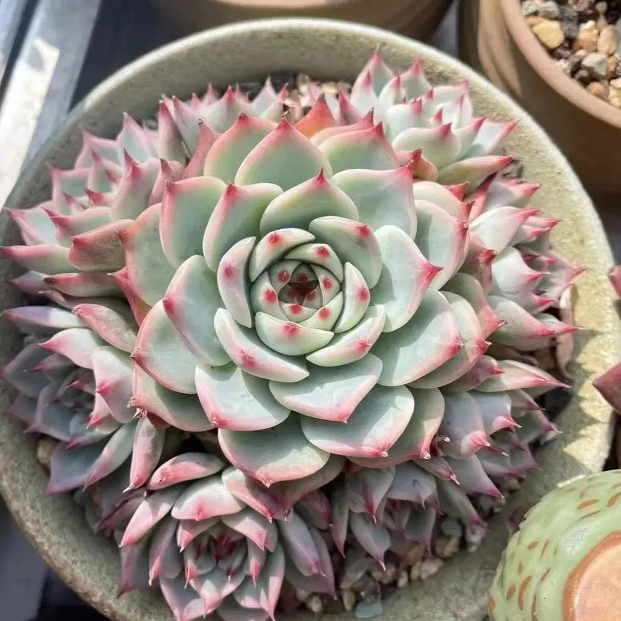 造型非常美观的一颗多肉吉娃娃,看一眼就已沦陷～