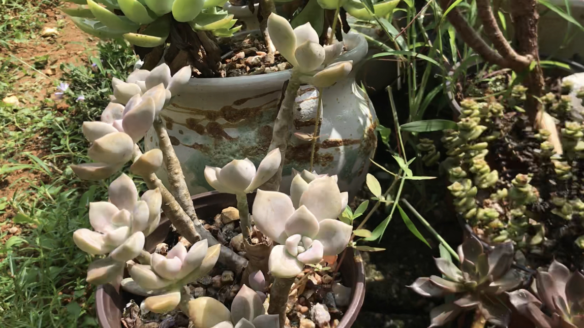 @乙女心 又来这草丛中捞多肉了