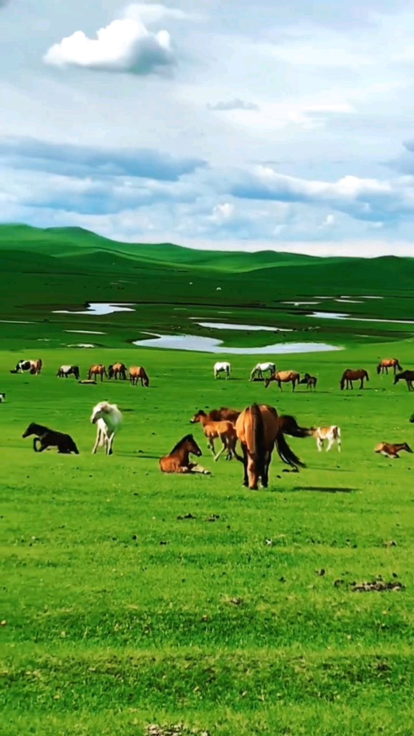 蓝天白云下水草茂盛牛羊肥美我的根就在草原