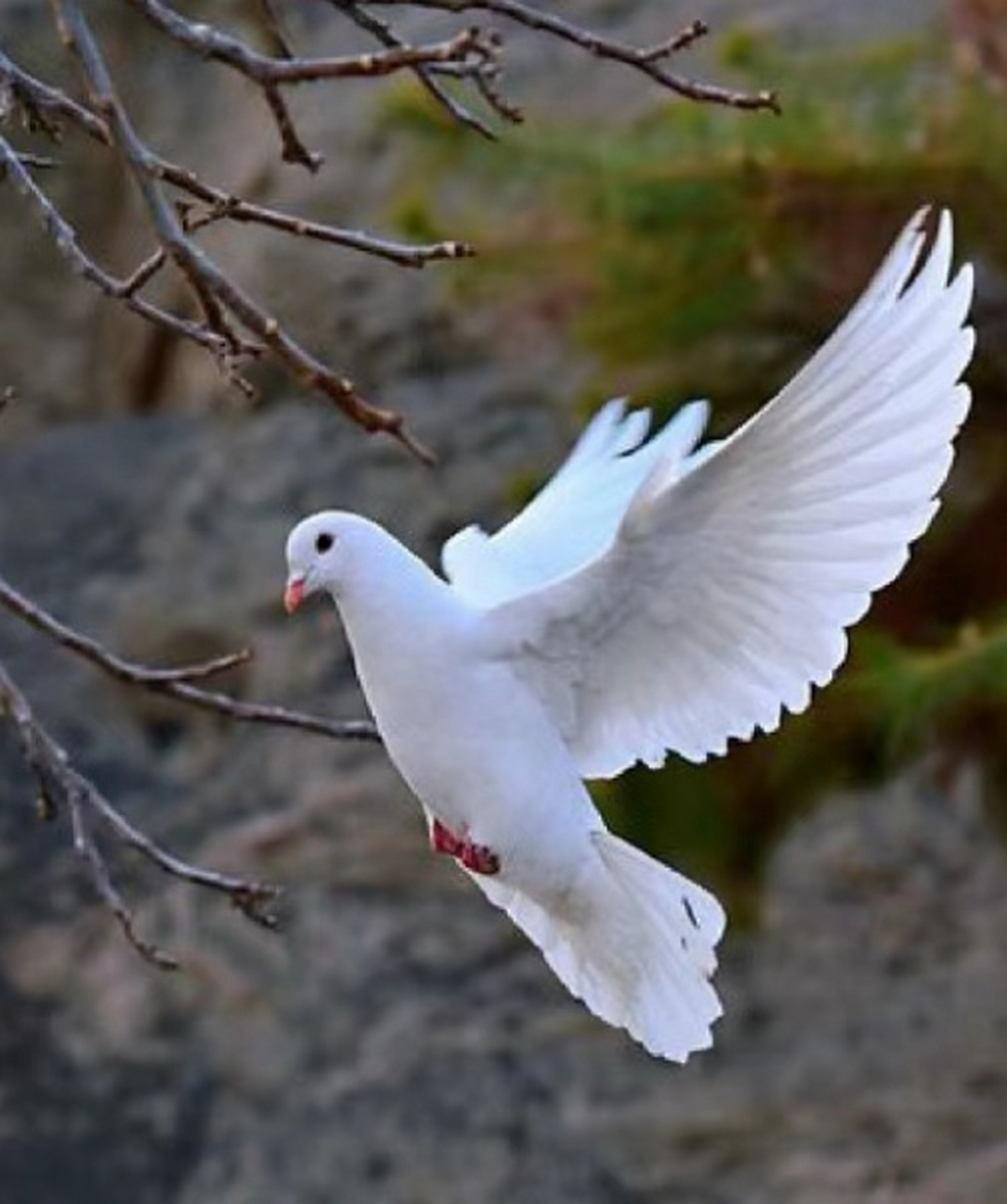 展翅高飞的鸽子