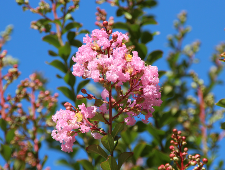六瓣花的有哪些植物?