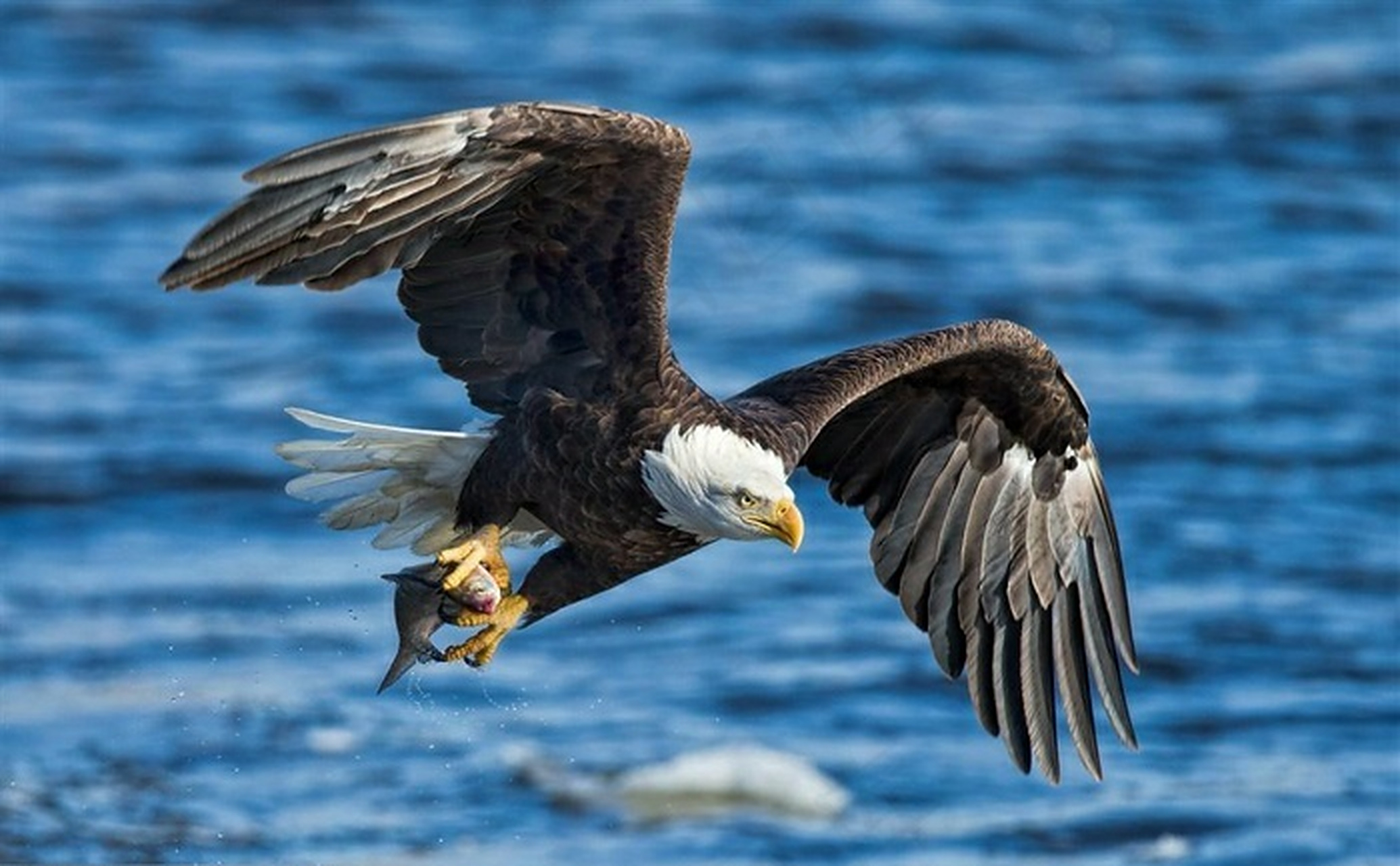 近三百年前,擅长抢掠和表演的白头海雕,被认定为美国国鸟,成为了世界