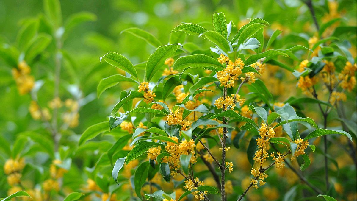 桂花树的图片壁纸图片