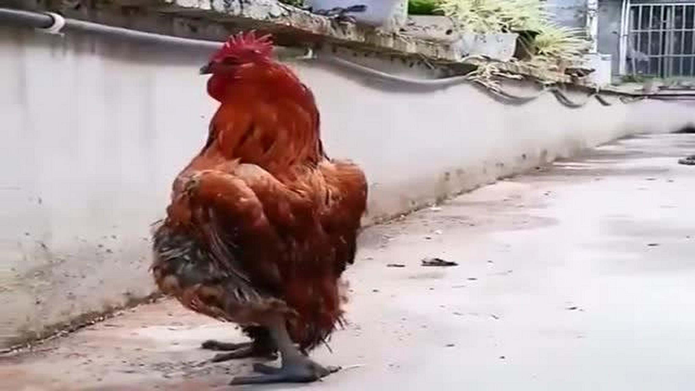 这只大公鸡居然这样走路,怕是和鸭子在一起太久了,忘了自己本来的样子