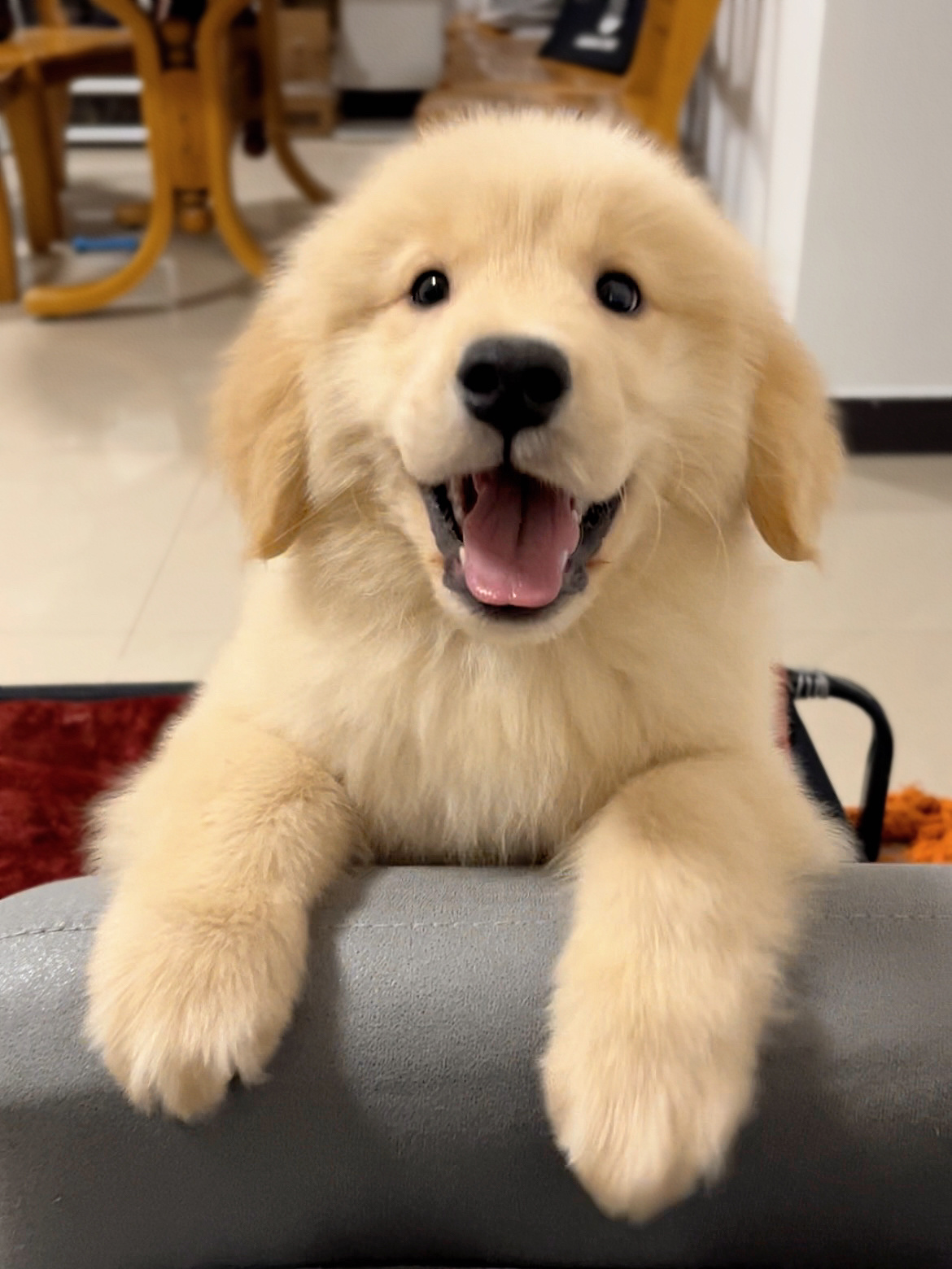 养一条金毛需要多少钱?