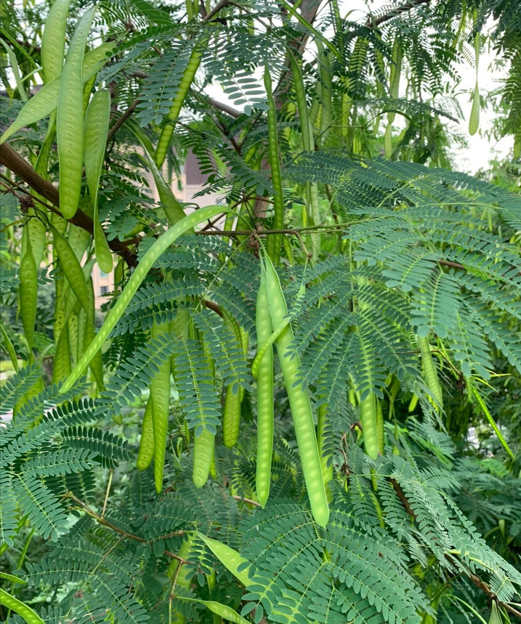 这是含羞草长成了含羞树了吧,还结了这么多豆荚