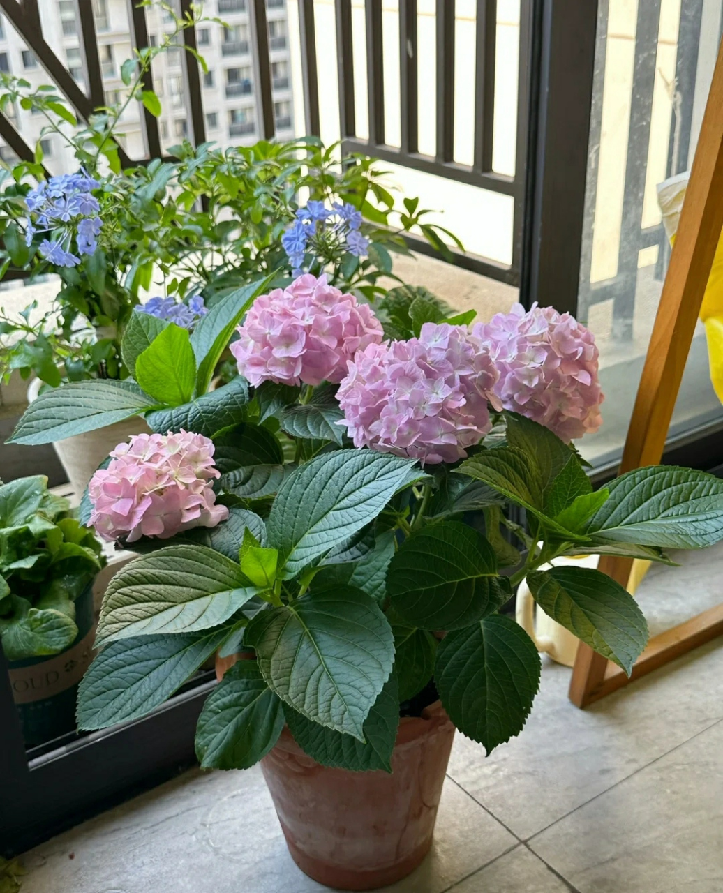 绣球花通常是多年生灌木或小乔木植物,其特点是茎直立,枝条伸展,株型