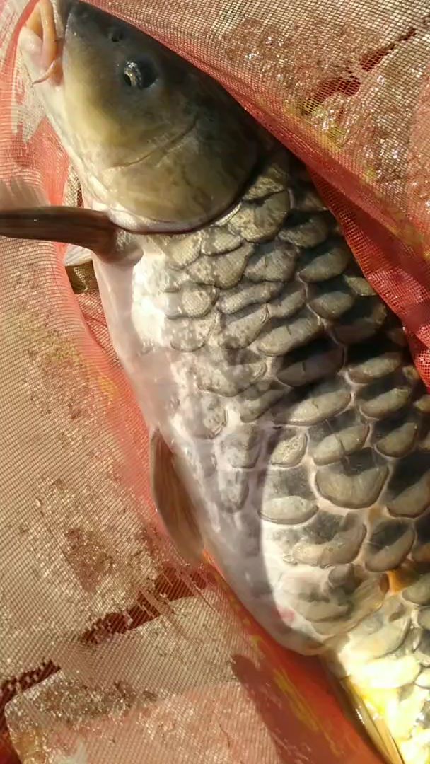 头一次见,这种鲤鱼!这是什么鳞片?钓友认识的说说-度小视