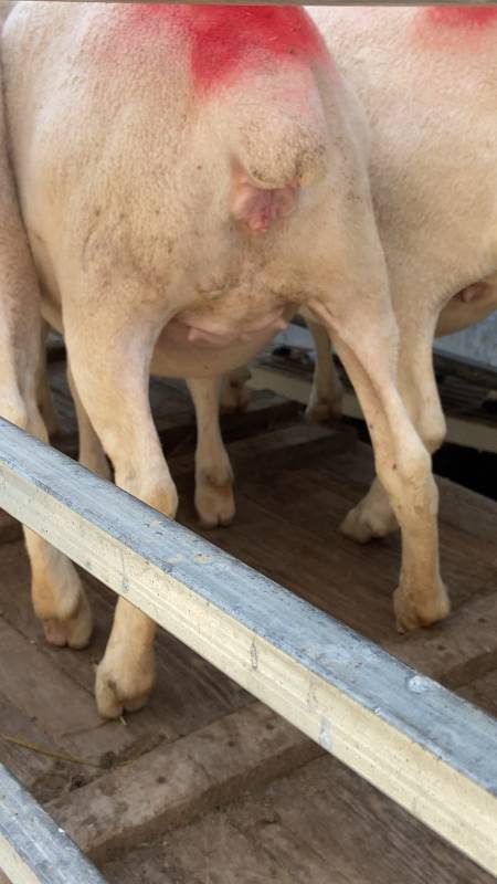 云南丽江选澳洲白头胎怀孕母羊-度小视