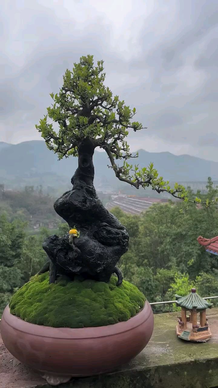 碳化年功桩金弹子