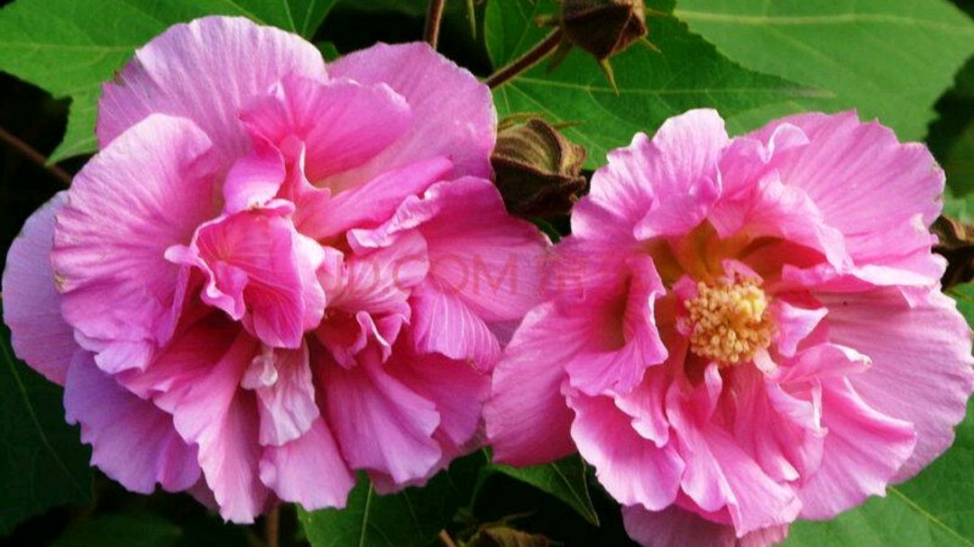 芙蓉花:"十月芙蓉正上妆"