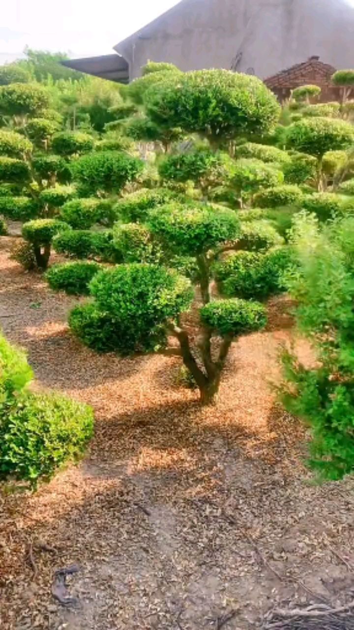 瓜子黄杨造型树四季常青不落叶耐寒耐旱南北方均可栽植