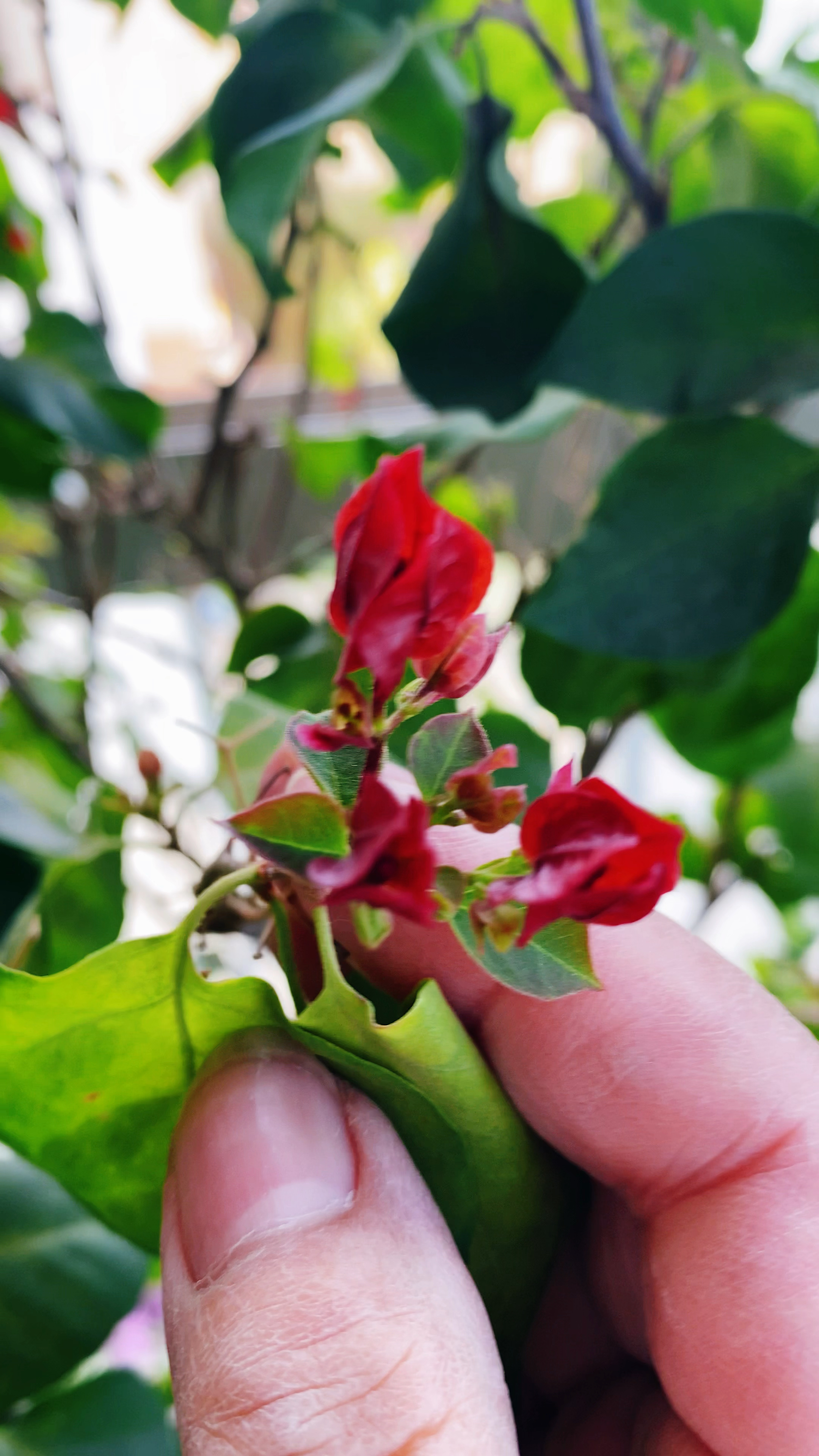 三角梅长出花苞,做好三点,开花质量好!