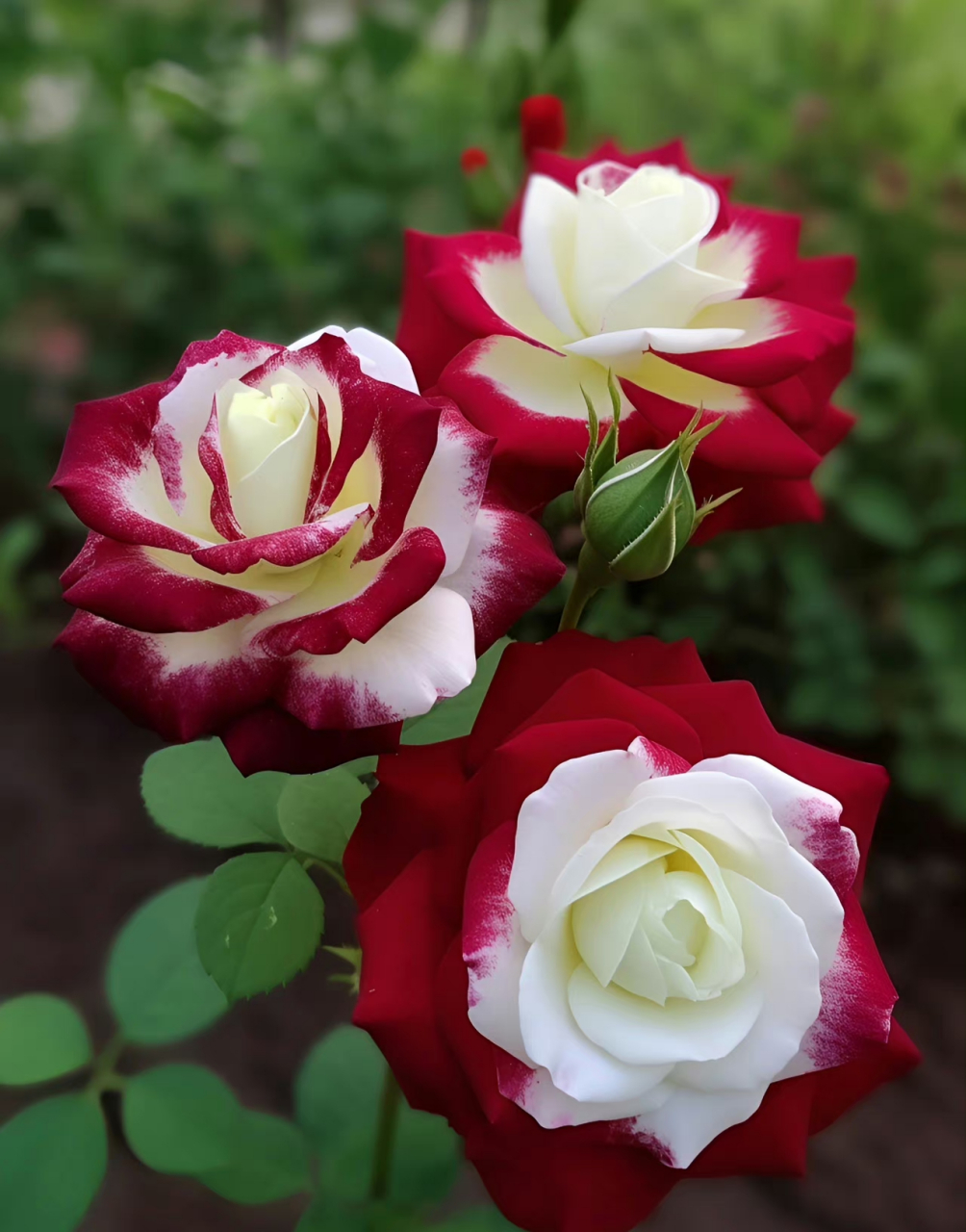 心若阳光,生活明媚,温婉含香的花儿,在心底盛开;最美风景在心底温暖而